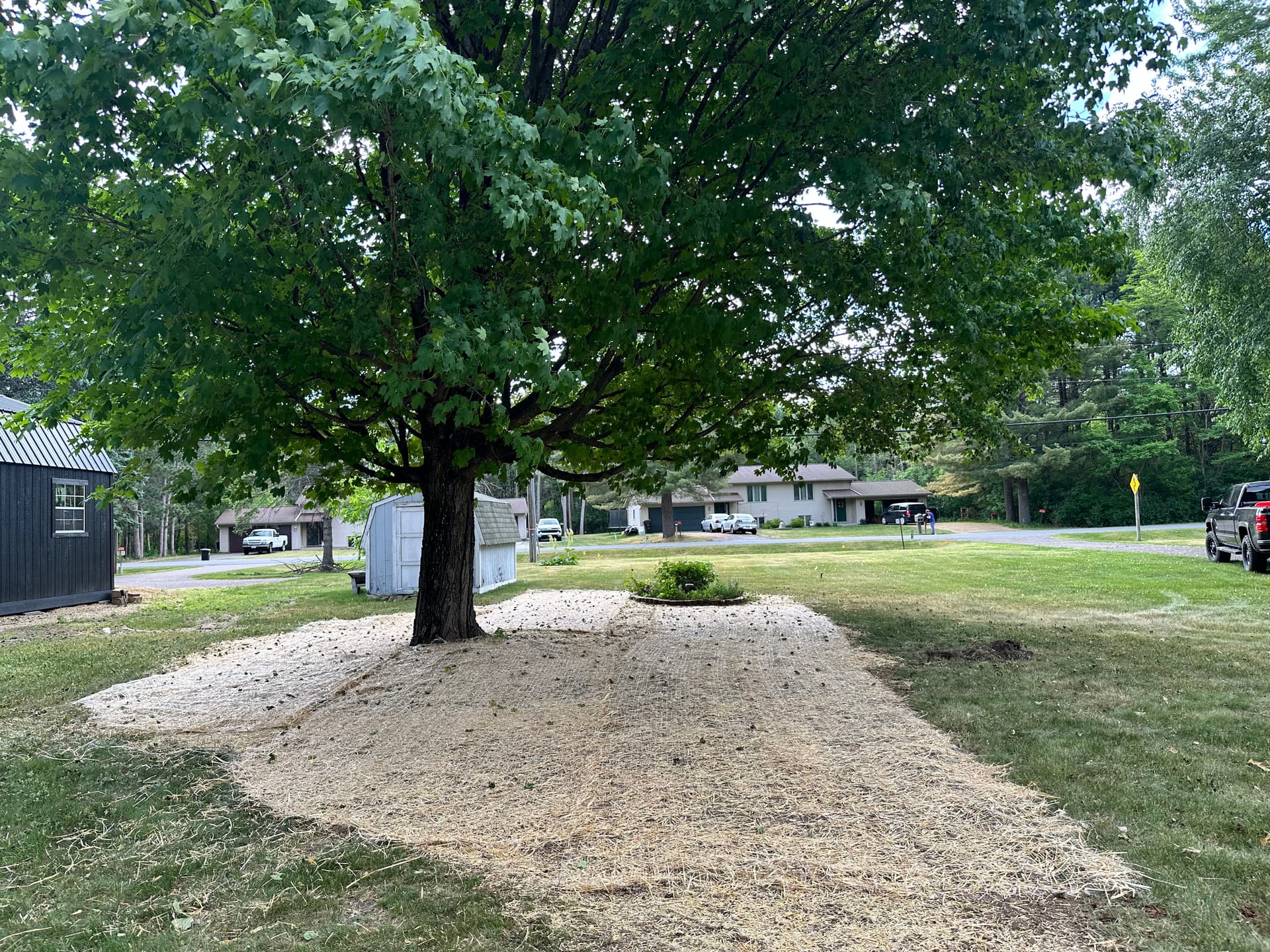 Gallery photos for Lawn Restoration Under Shade Trees Done Right: Image #5