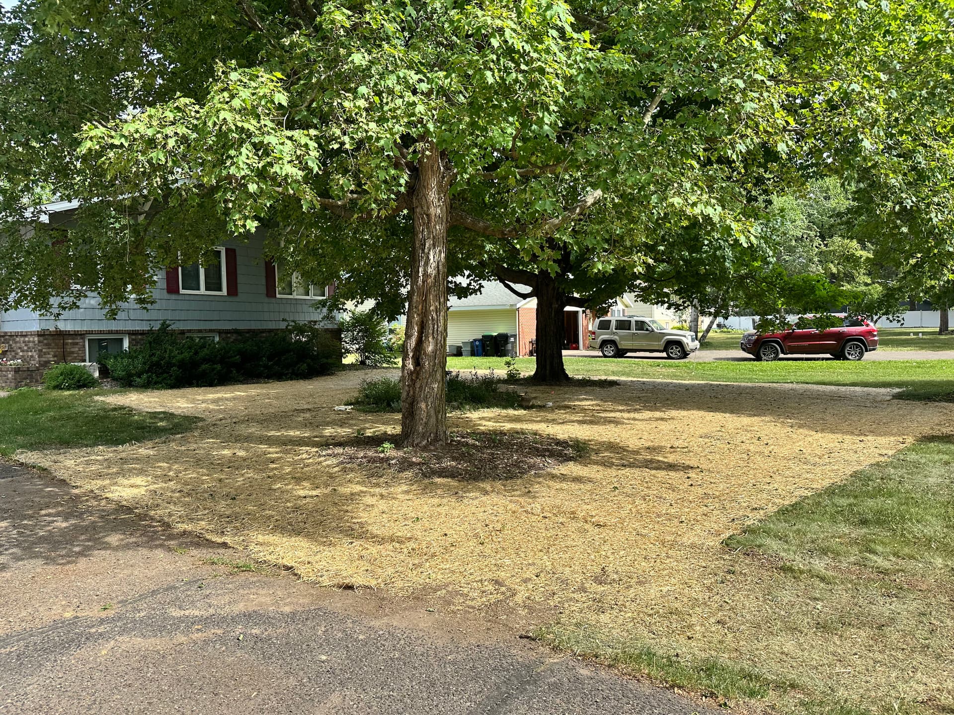 Lawn Restoration Under Shade Trees Done Right image
