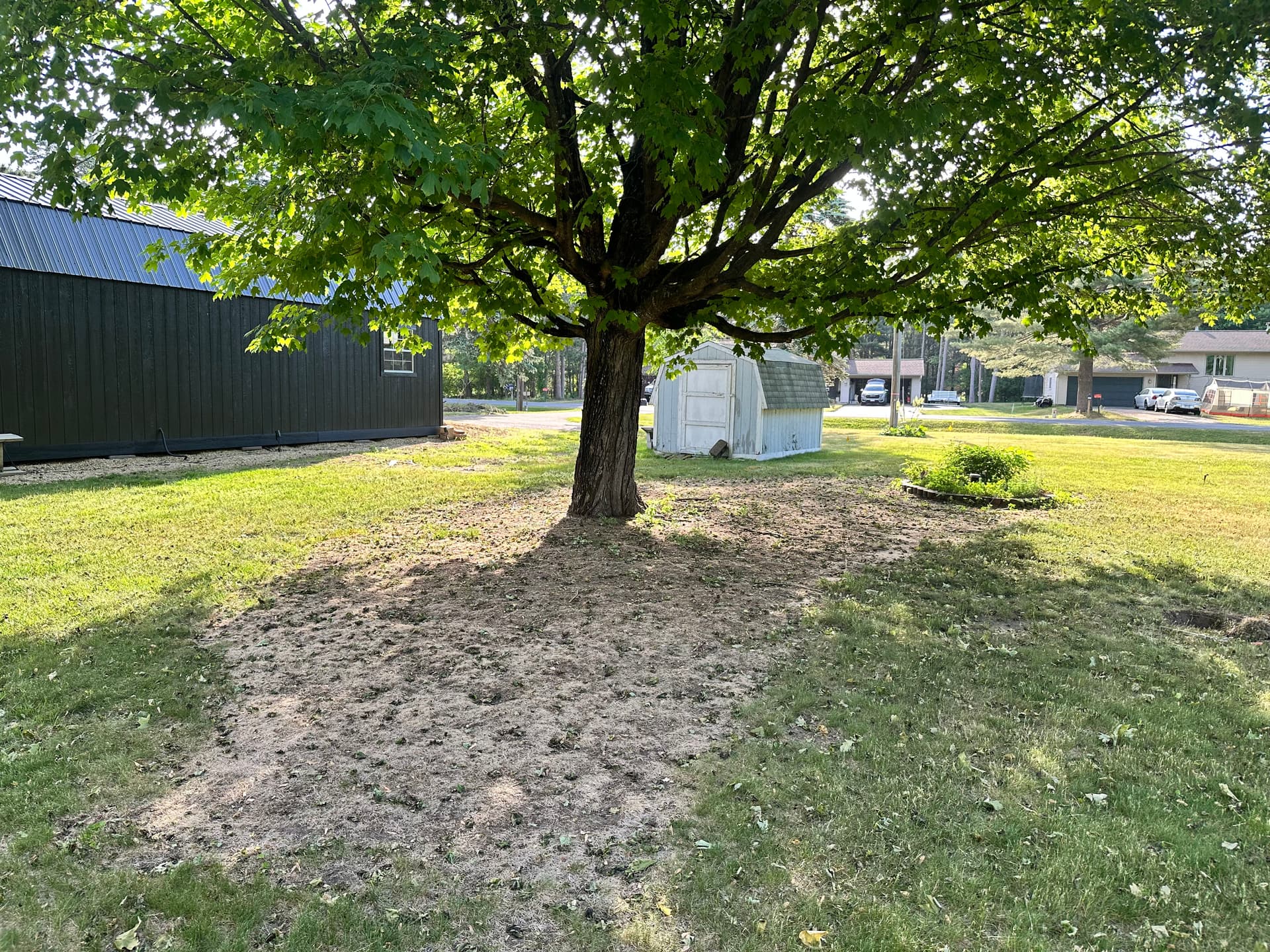 Gallery photos for Lawn Restoration Under Shade Trees Done Right: Image #2
